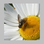 Phasia obesa - Raupenfliege 04.jpg